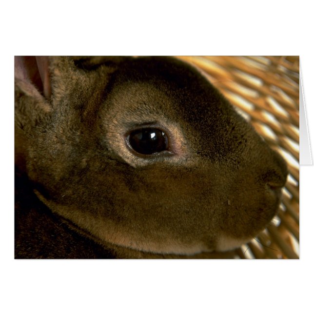 Apricot Rex Rabbit (Anverso (Horizontal))