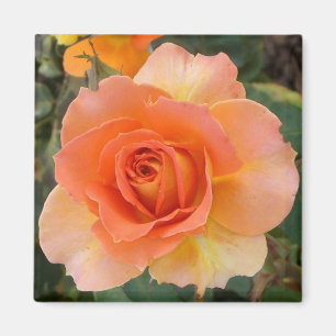 Apricot Rosa cuadrado imán