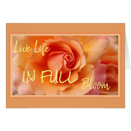 Apricot Rosa Flower Close Photo