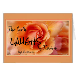 Apricot Rosa Flower Close Photo