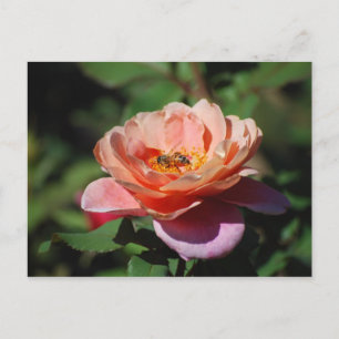 Apricot y Rosa Lavender con postal de abeja