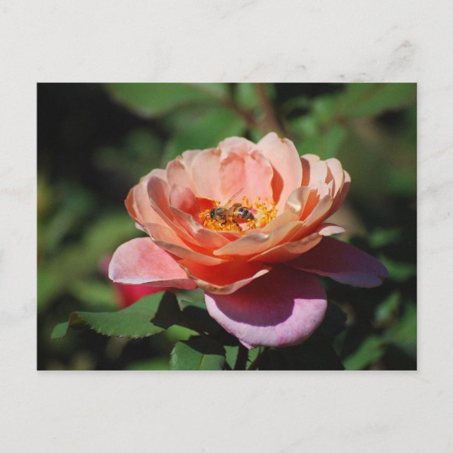 Apricot y Rosa Lavender con postal de abeja (Anverso)