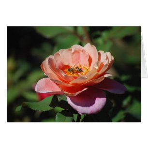 Apricot y Rosa Lavender con tarjeta de abeja de mi