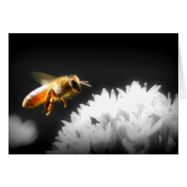 Aproximación de la abeja de miel (Anverso (Horizontal))