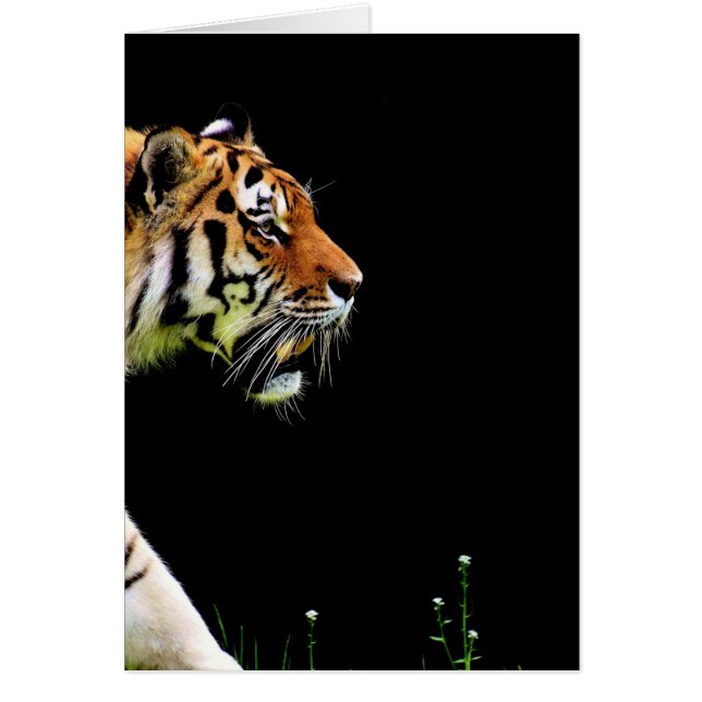 Aproximación de tigres - Arte de animales salvajes (Frente)