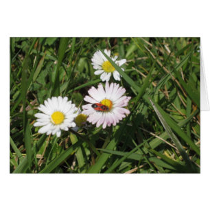 Apterus de Pyrrhocoris