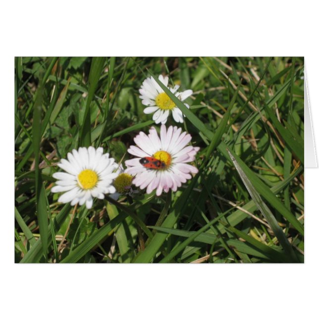 Apterus de Pyrrhocoris (Anverso (Horizontal))