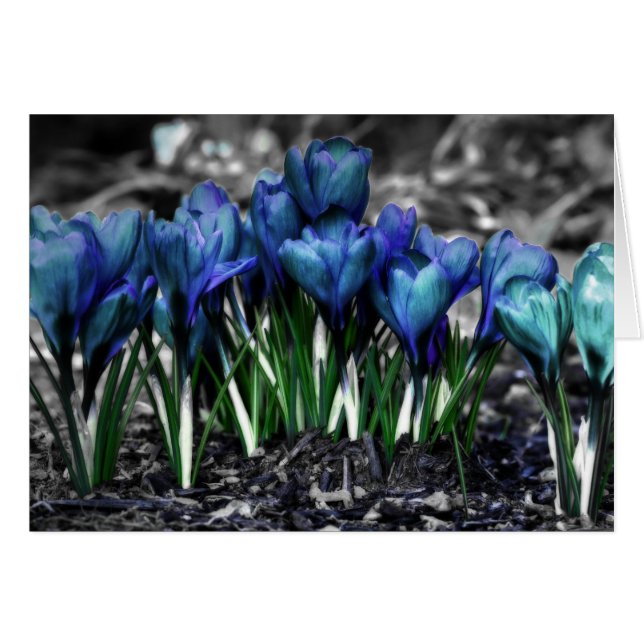 Aqua Blue Crocus Blooms (Anverso (Horizontal))