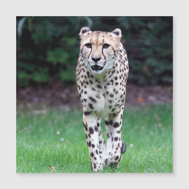 Aqua_Cheetah_20180103 (Anverso)