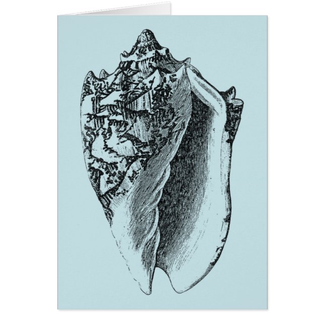 Aqua Conch Shell (Frente)