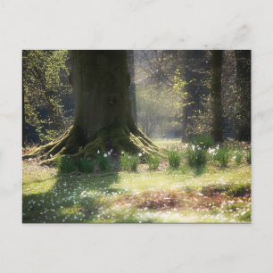Aquí hay una tarjeta postal de las Faeries