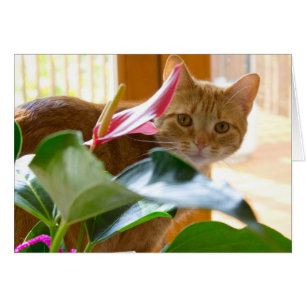 Aquí le está mirando