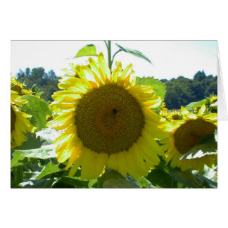 Aquí viene el sol - Tarjeta