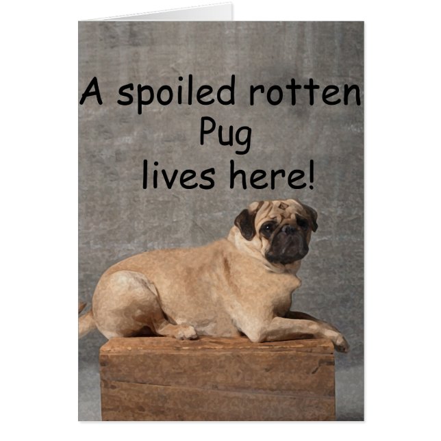 Aquí vive un cerdo podrido y malcriado (Frente)