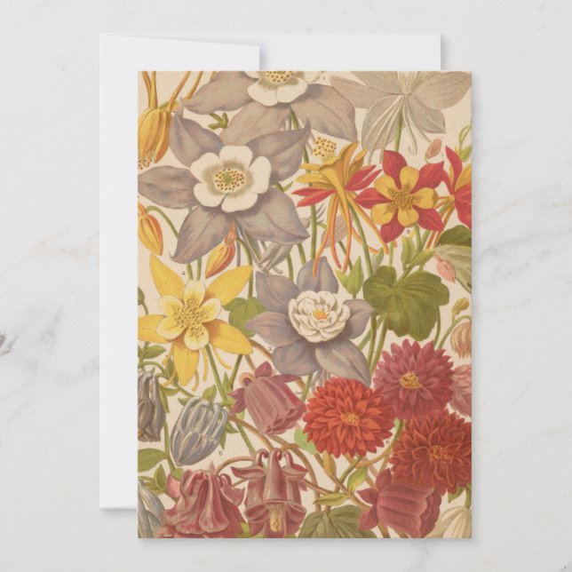 Aquilegia | George Nicholson (Anverso)