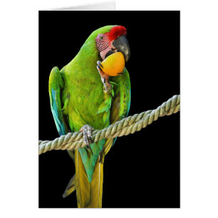 Ara Militaris Green Parrot