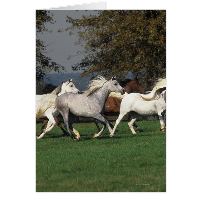 Árabes corriendo en campo (Frente)