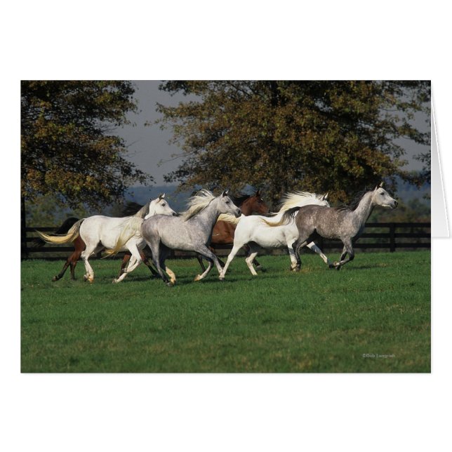 Árabes corriendo en campo (Anverso (Horizontal))