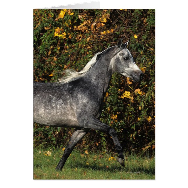 Árabes corriendo: Otoño (Frente)