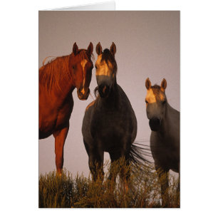 Árabes en la puesta del sol