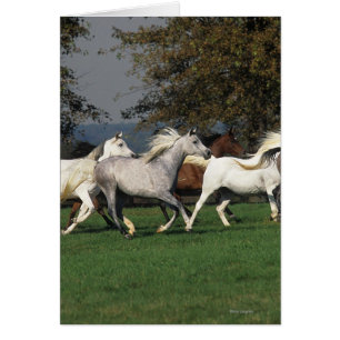 Árabes que corren en campo