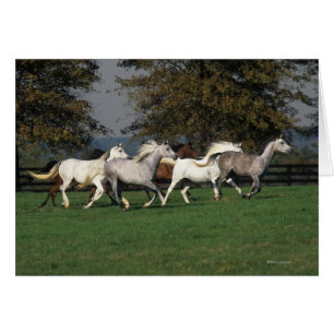 Árabes que corren en campo