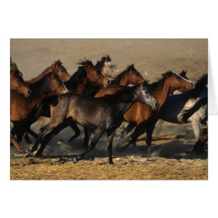 Árabes que corren en el desierto