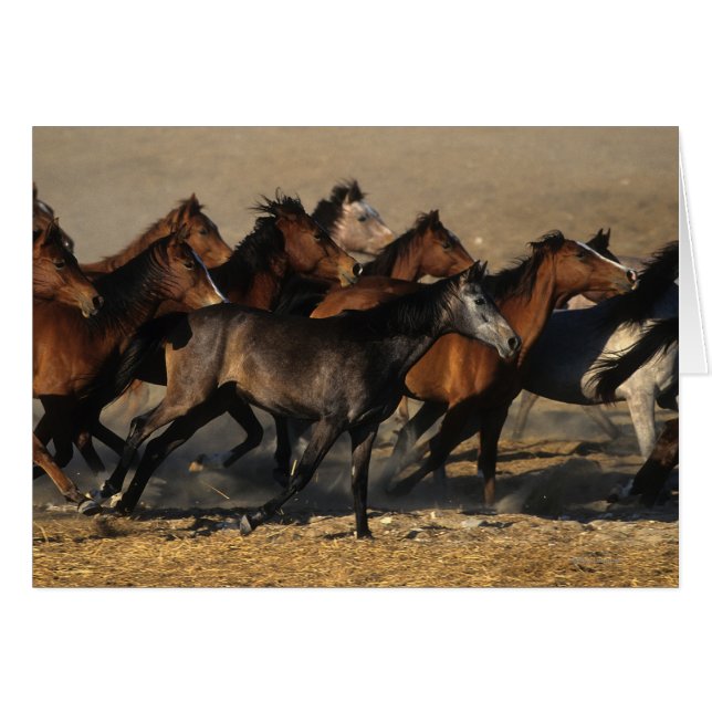 Árabes que corren en el desierto (Anverso (Horizontal))