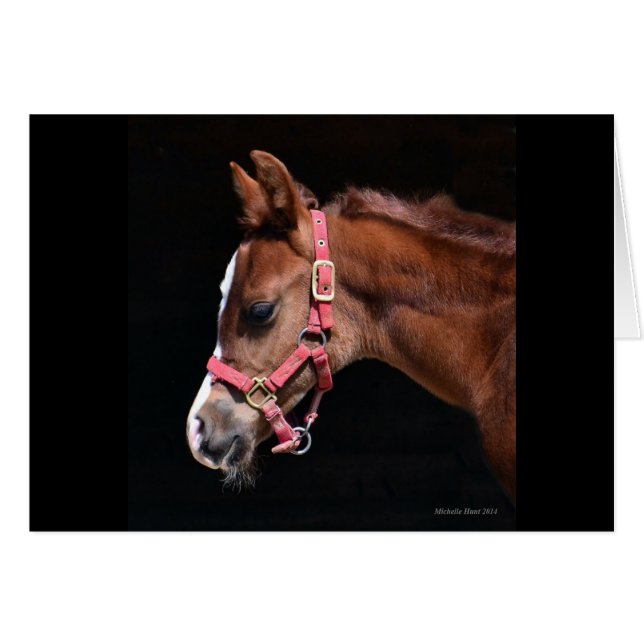 Arabian Foal (Anverso (Horizontal))