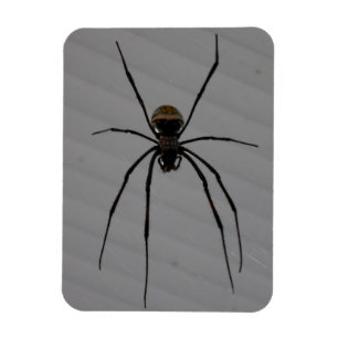 Araña 3"" imán x4