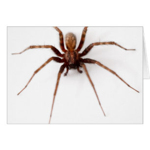 Araña asustadiza grande