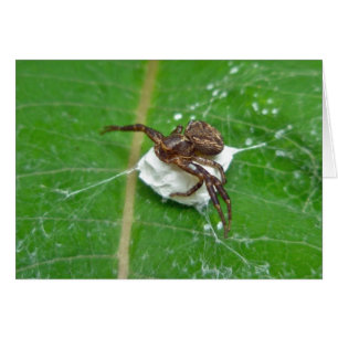 Araña cangrejo en elementos de coordinación de alg