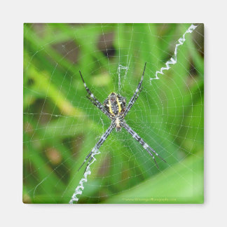 Araña de caña - imán de la isla grande