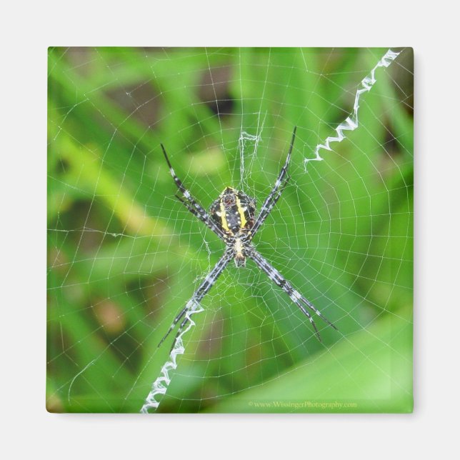 Araña de caña - imán de la isla grande (Frente)