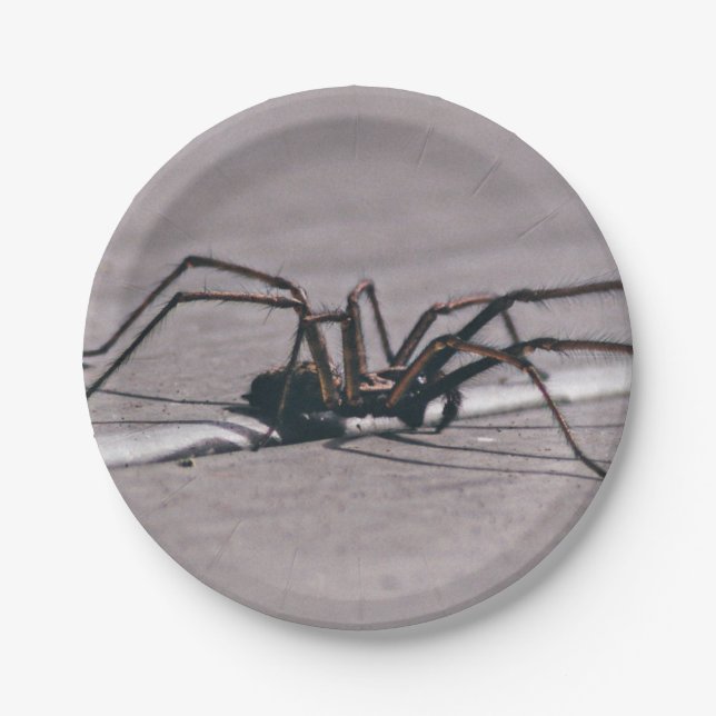 Araña de Halloween de plato de papel (Anverso)