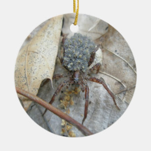 Araña de lobo con Spiderlings y el ornamento de la