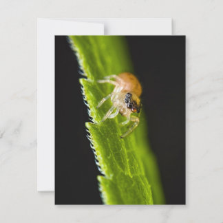 Araña de saltar de bebé lindo - Salticida