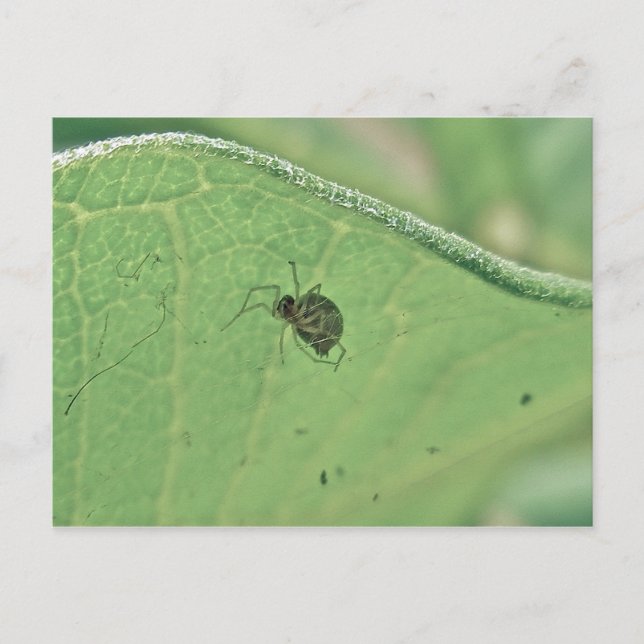 Araña debajo de la postal de la hoja de leche (Anverso)