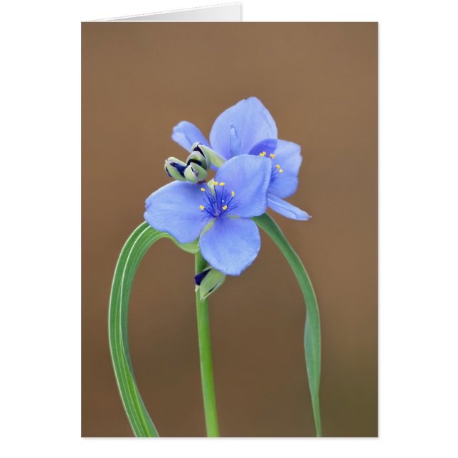 Araña del cierre de la flor (Frente)