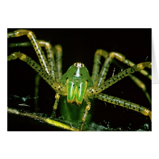 Araña del lince (Anverso (Horizontal))