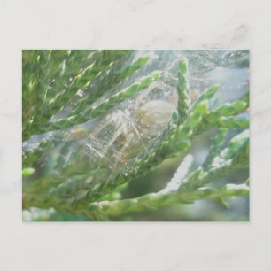 Araña en la postal de retirada