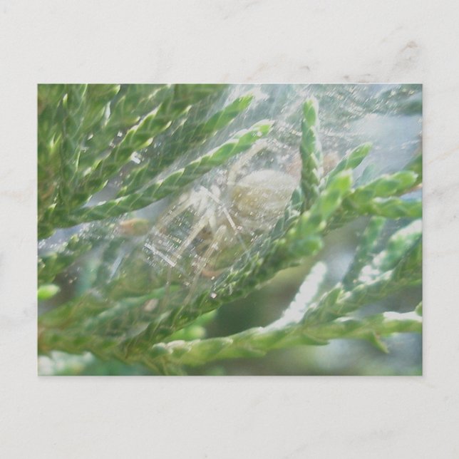 Araña en la postal de retirada (Anverso)