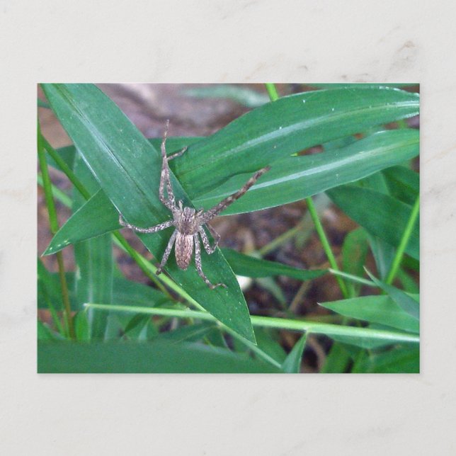 Araña en la tarjeta postal Smartweed (Anverso)