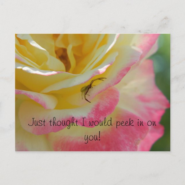 Araña en una postal Rosa (Anverso)