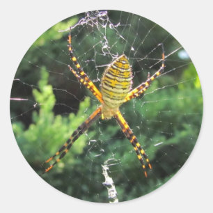 Araña Jardín Banda ~ pegatina