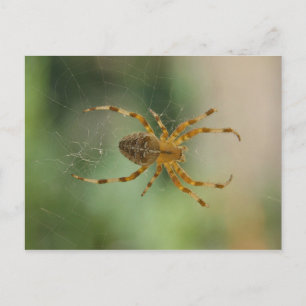 Araña - postal