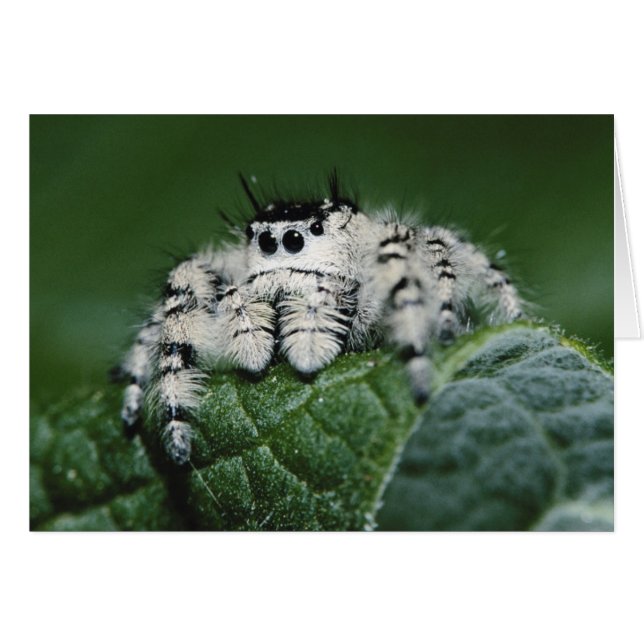 Araña Saltarina Metaphid (Anverso (Horizontal))