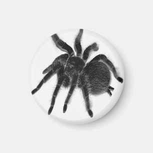 Araña Tarantula, imán blanco negro