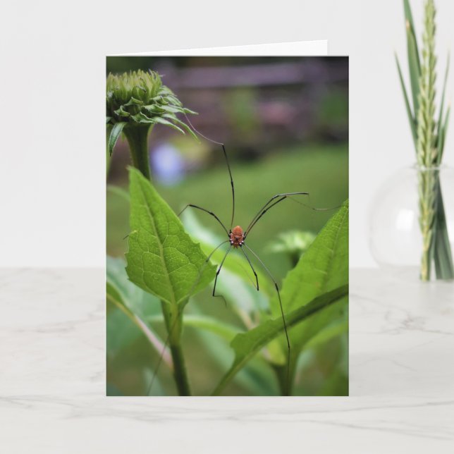 Araña, tarjeta (Anverso)