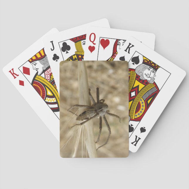 Araña trepidante para jugar cartas (Reverso)